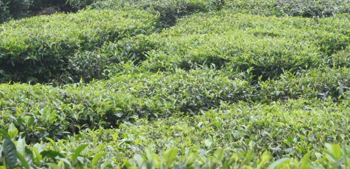 Voyage sur-mesure, Munnar et le Parc d'Eravikulam